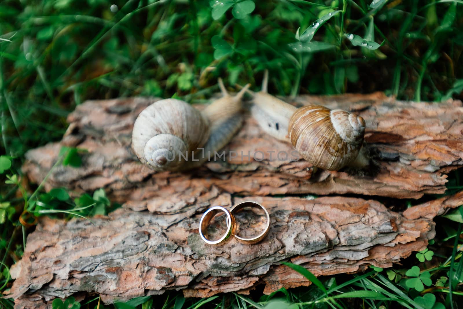 Golden wedding rings lie on a piece of bark next to a pair of snails