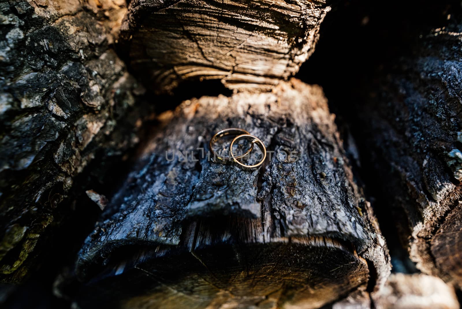 Gold wedding rings are on a log  by d_duda