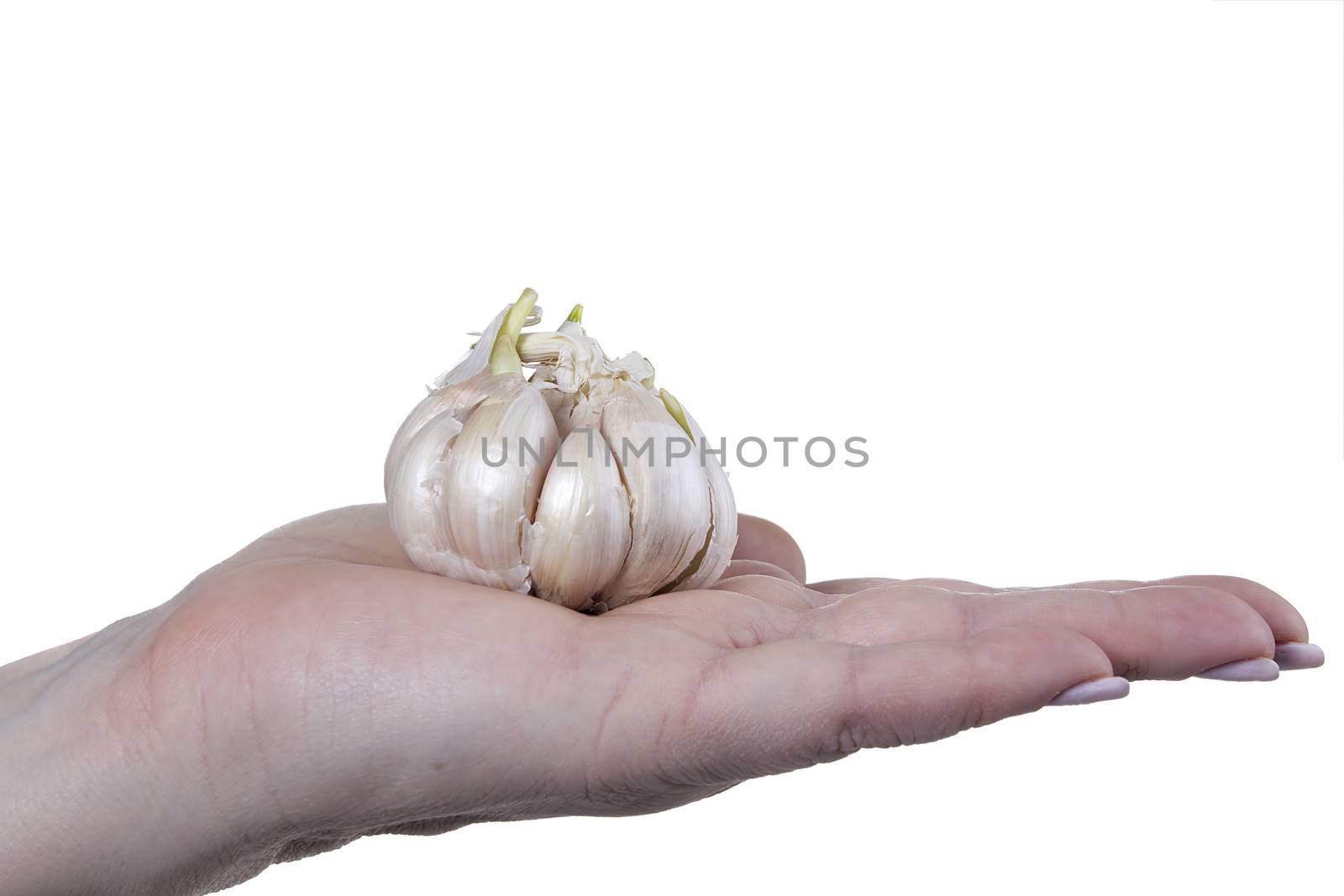 head is of garlic in a female hand on a white background