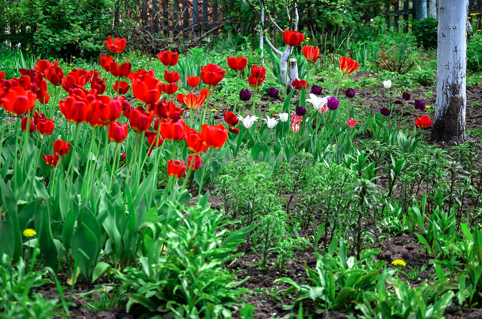 Flowering tulips on a flowerbed in a garden in the spring.