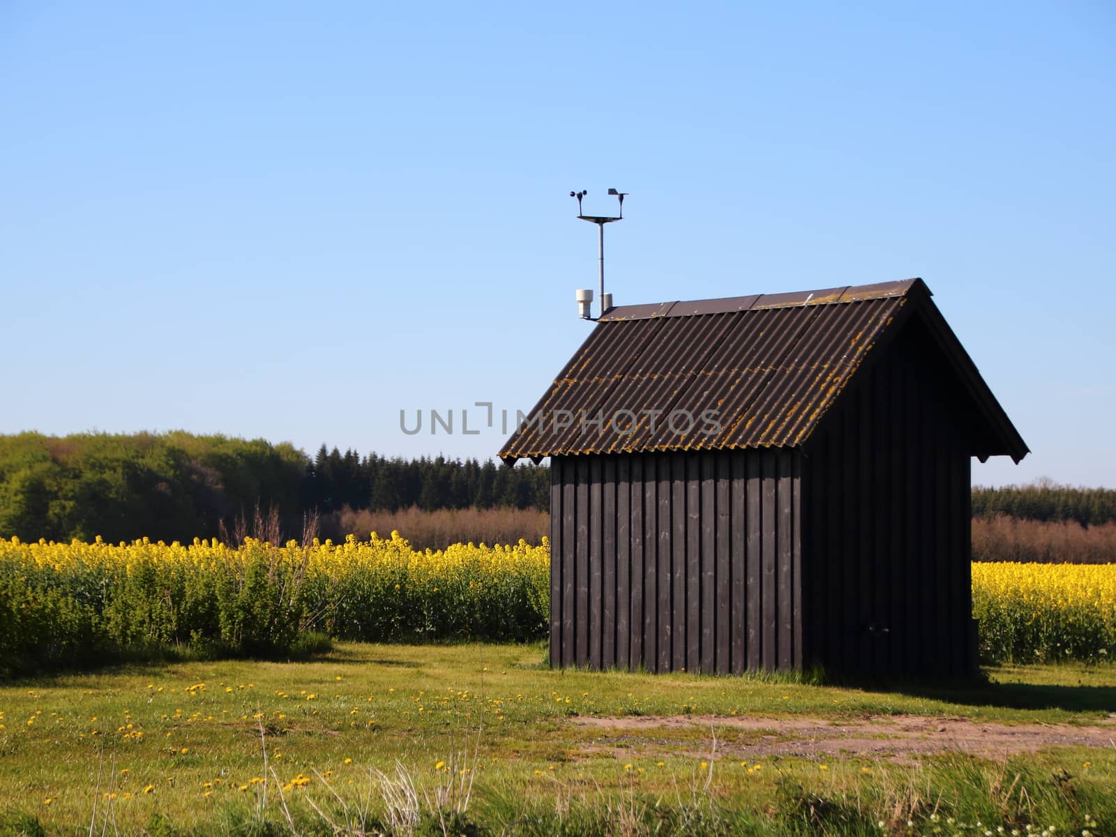 Small Rural Shack at Yellow Rape Field in Summer