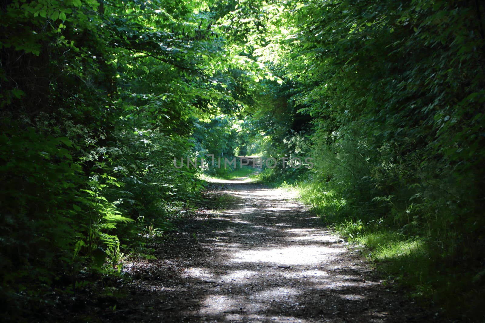 Empty Danish Forest Walking Path in Summer Afternoon