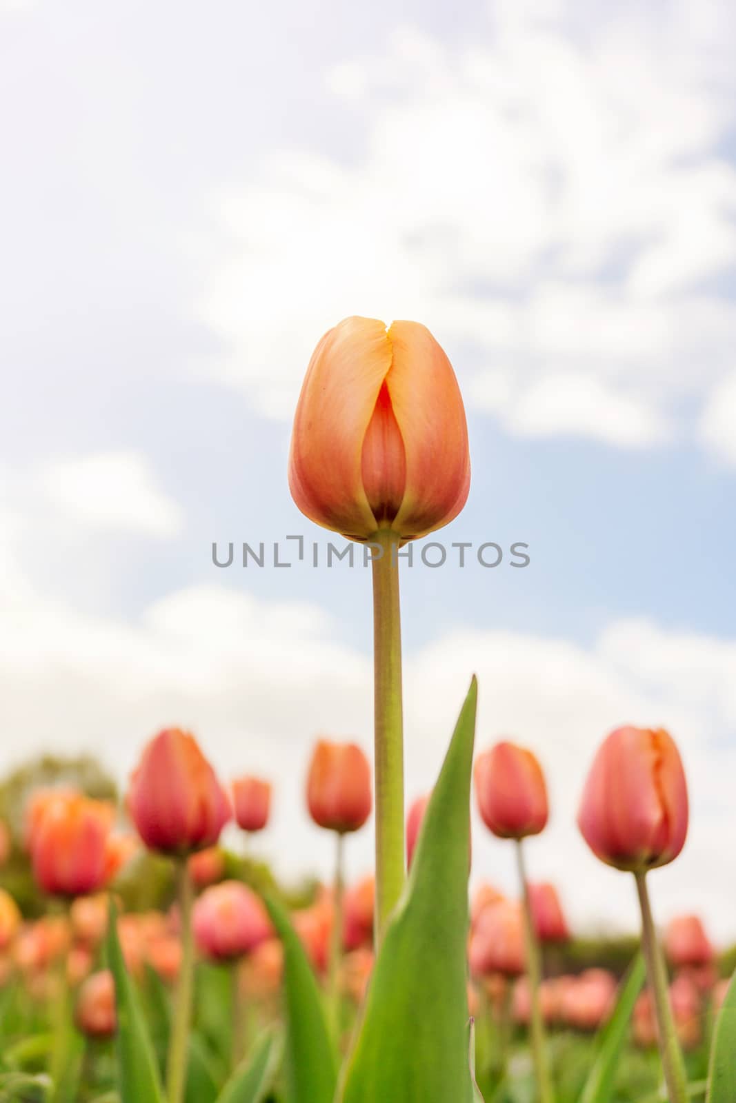 red tulips against the sky by AlexBush