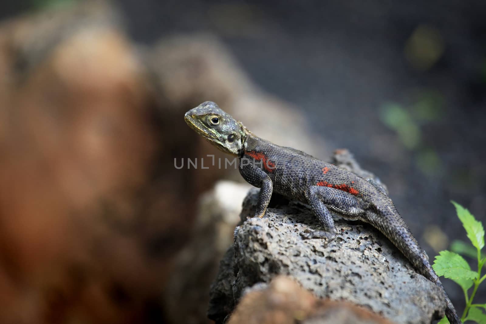 Common agama. Amboseli national park in Kenia