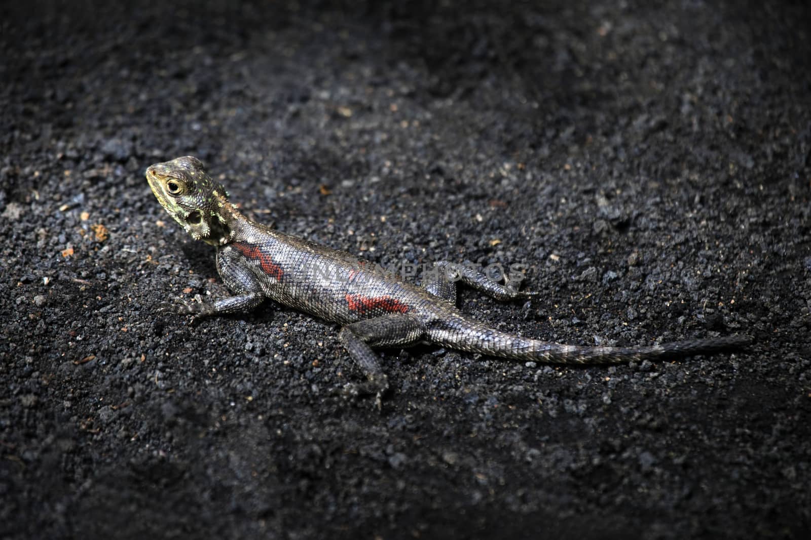 Common agama. Amboseli national park in Kenia