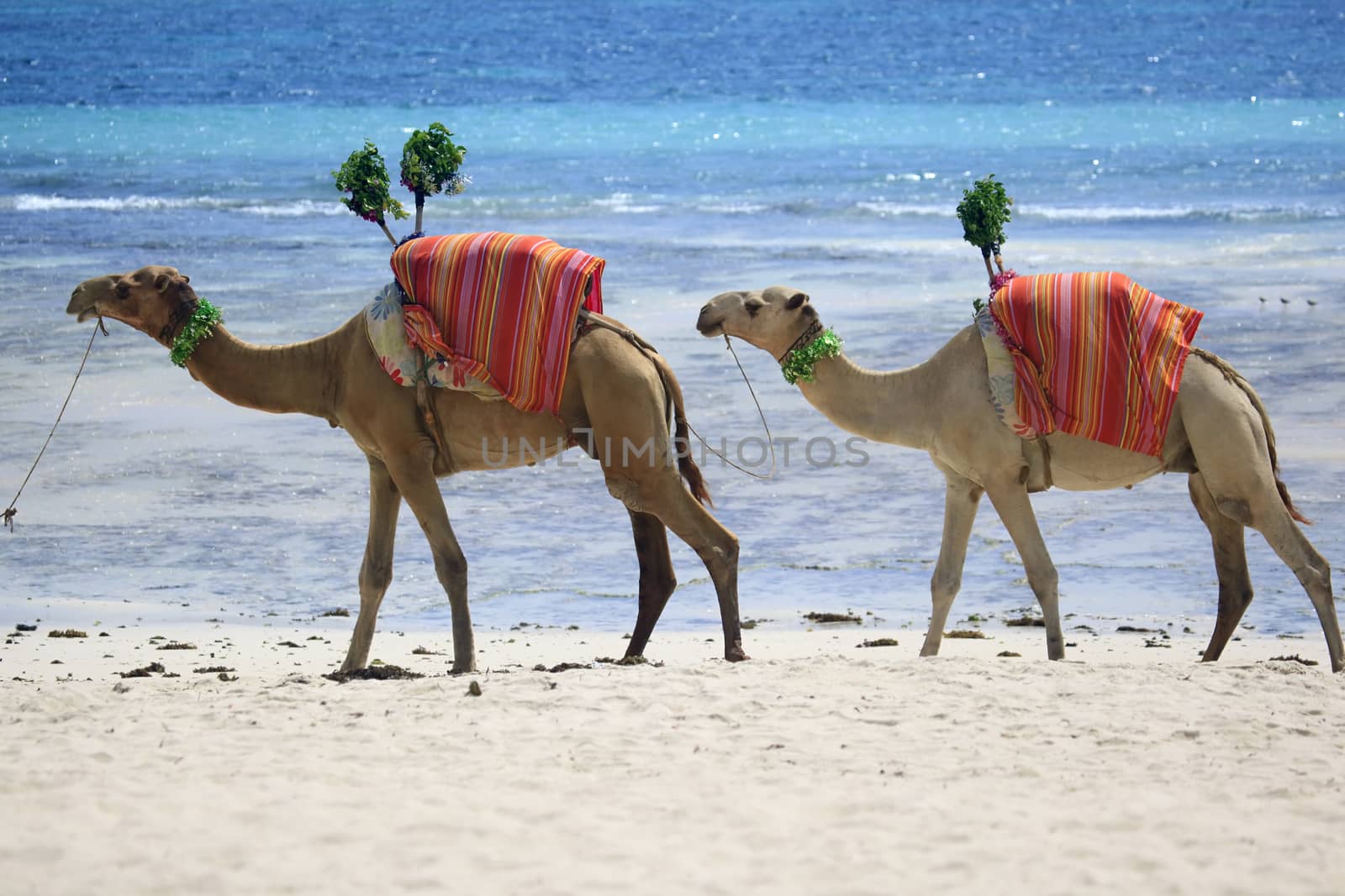 Camels walking the shore of the ocean. Kenya
