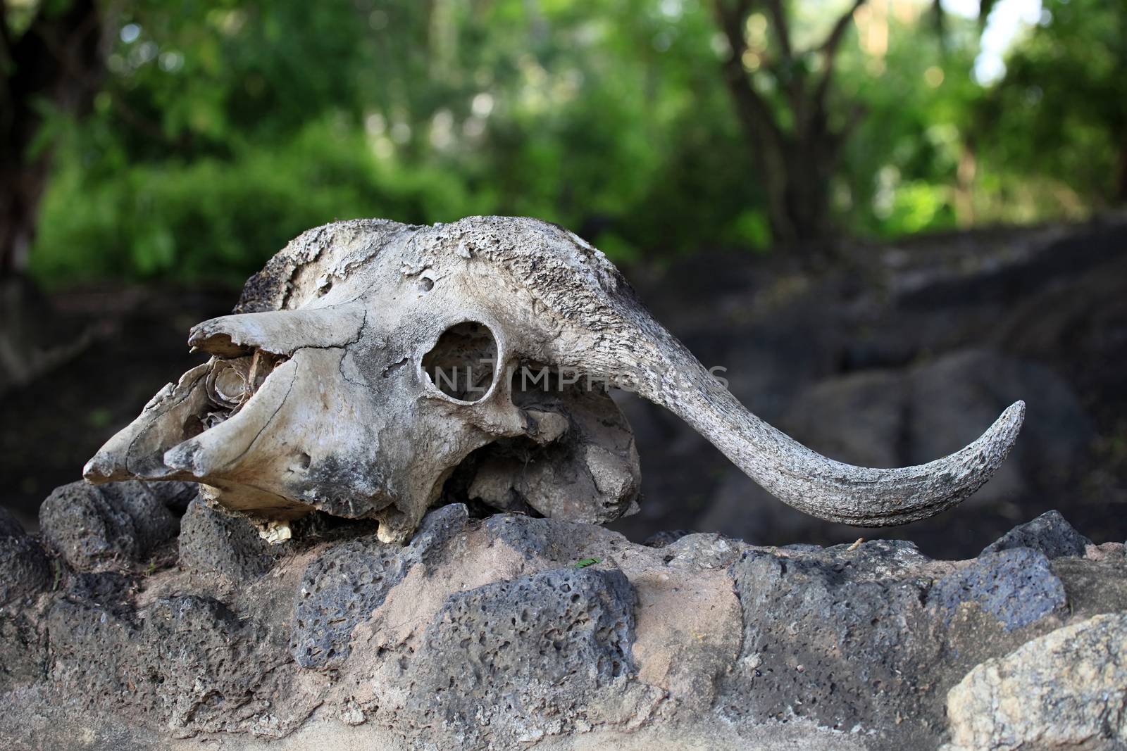 Old skull of a cow close-up on a rock