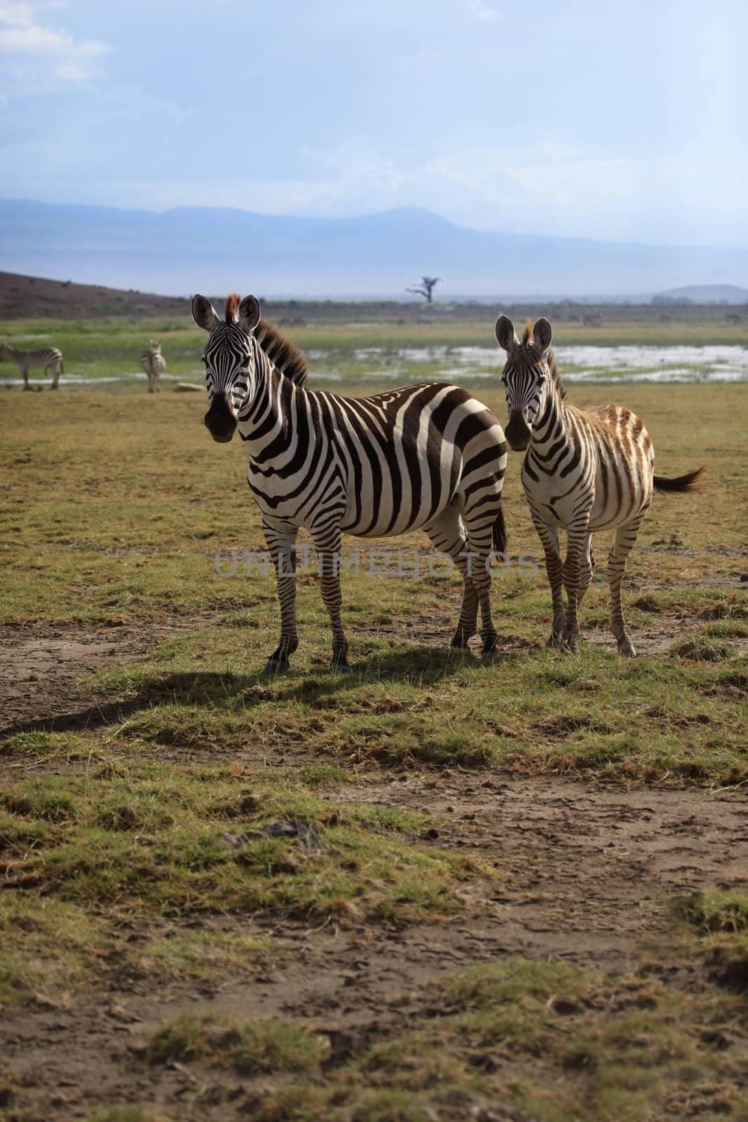 Zebras herd on savanna by friday