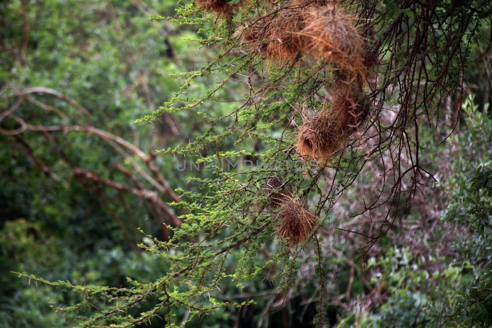 Tree with bird nests in Tsavo East Park in Kenya