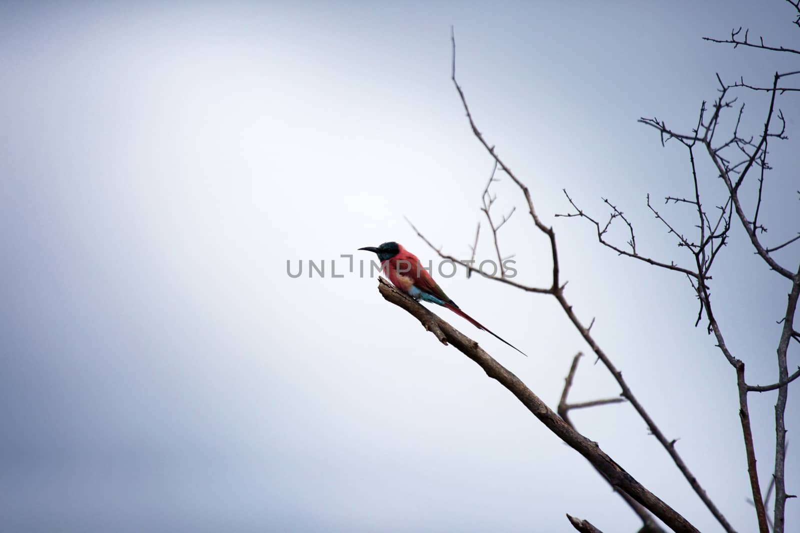 Beautiful bird on a dry tree. Kenya