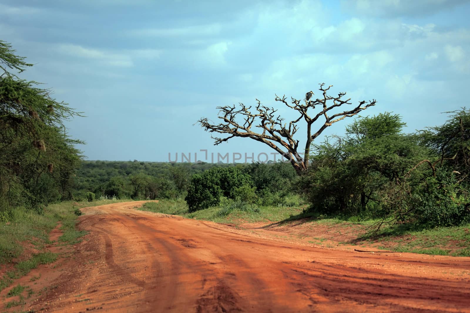 Park Tsavo East National in Kenya