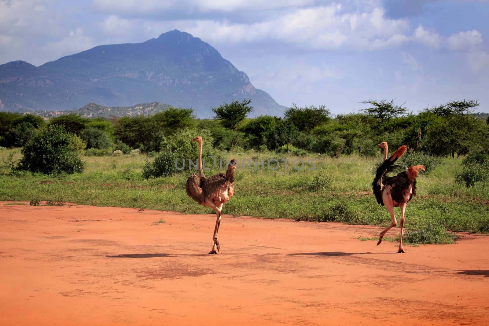 Ostrichs in Tsavo East National Park, Kenya