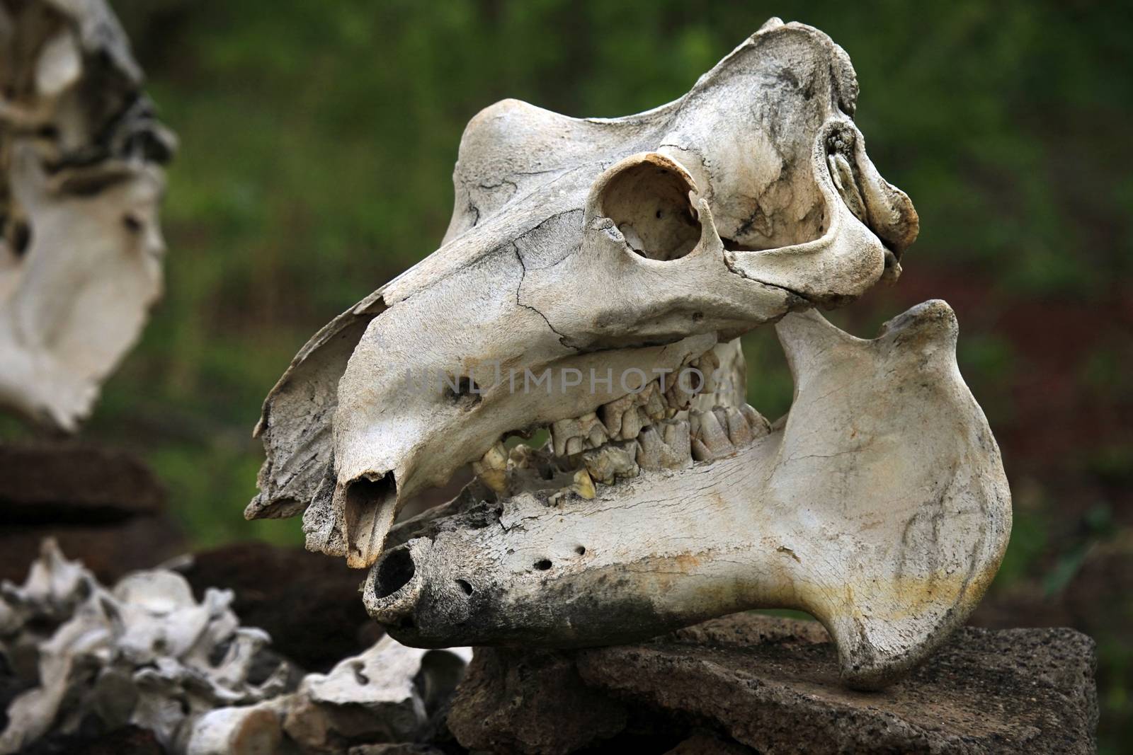 Old skull of a beef cow close-up