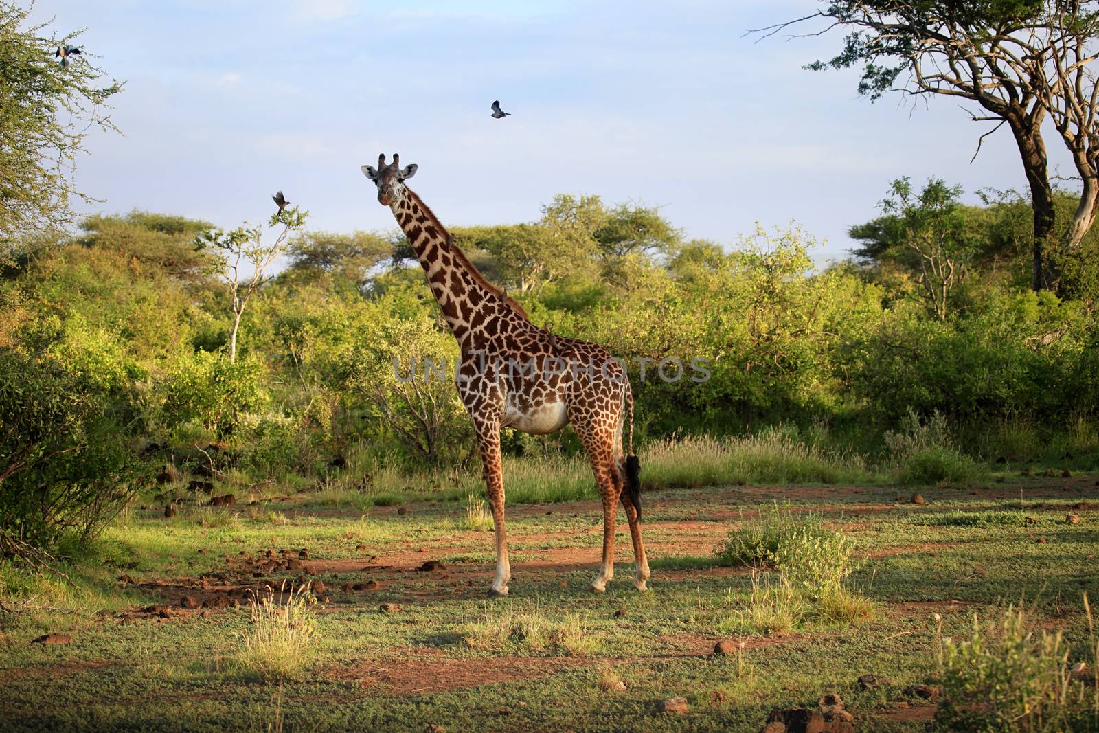 Free Giraffe in Tsavo National Park. Kenya