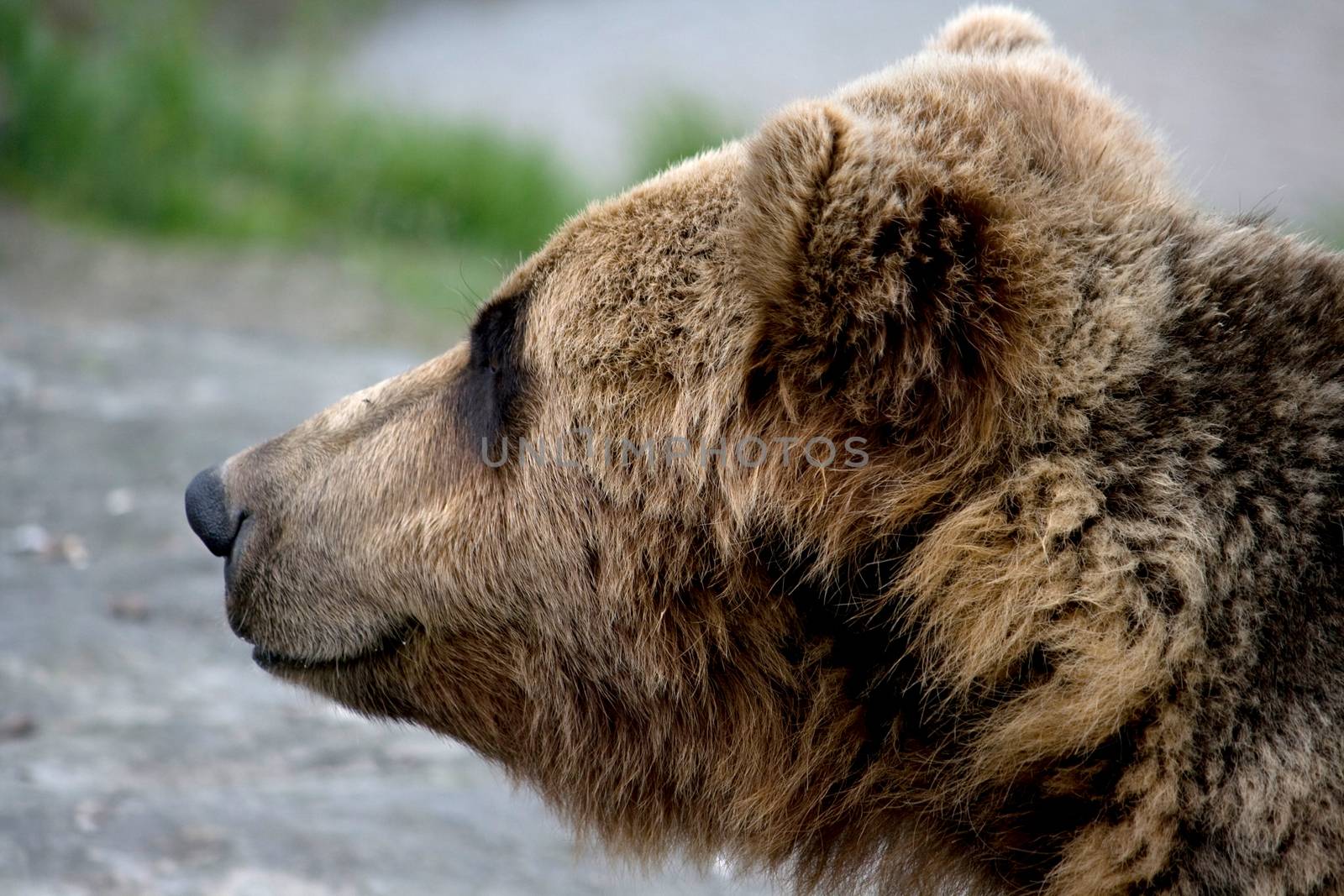 Closeup photo of the head of a brown bear. 