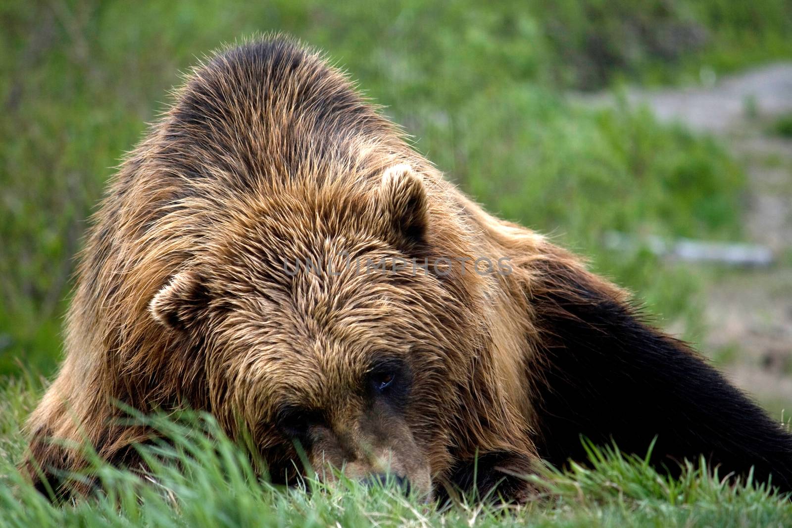 A brown bear laying on the ground in a meadow in Alaska. 