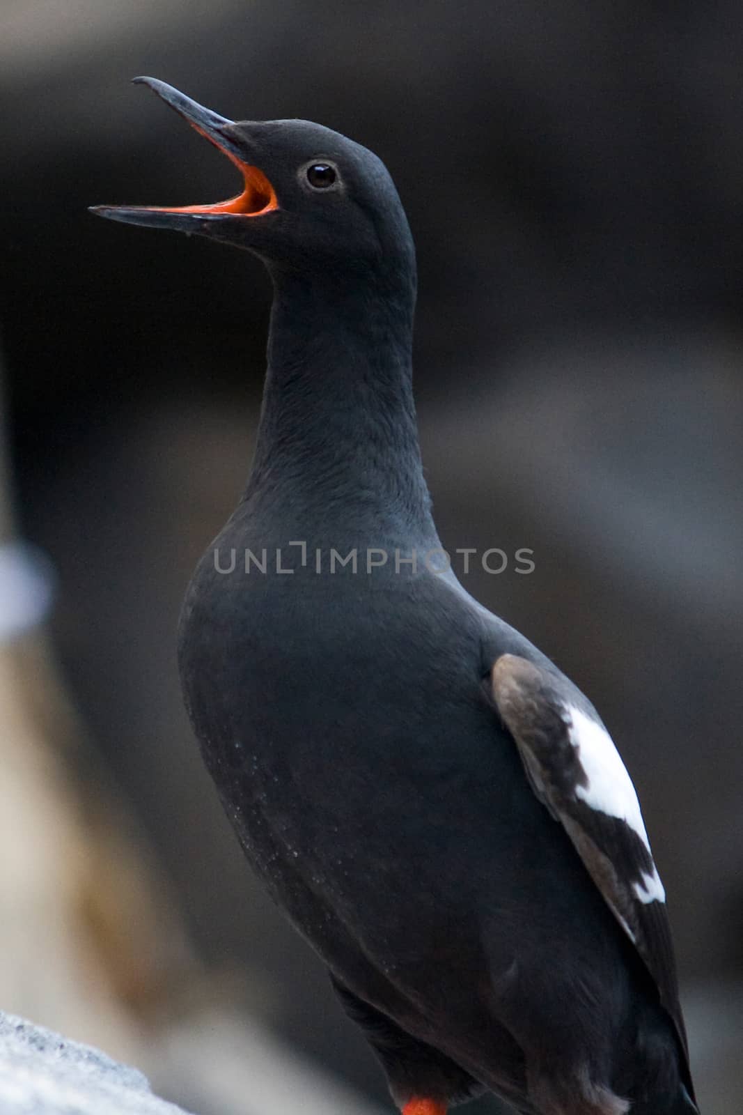 A pigeon guillemot sea bird with open mouth near Seward, Alaska. 