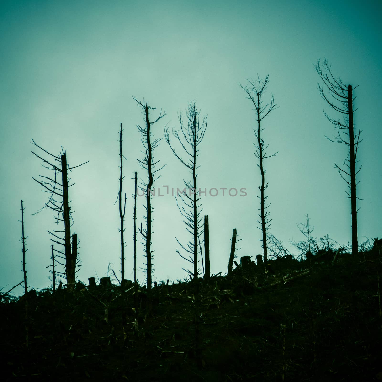 Detai Of Dead Trees In A Forest After The Devastation Of A Forest Fire