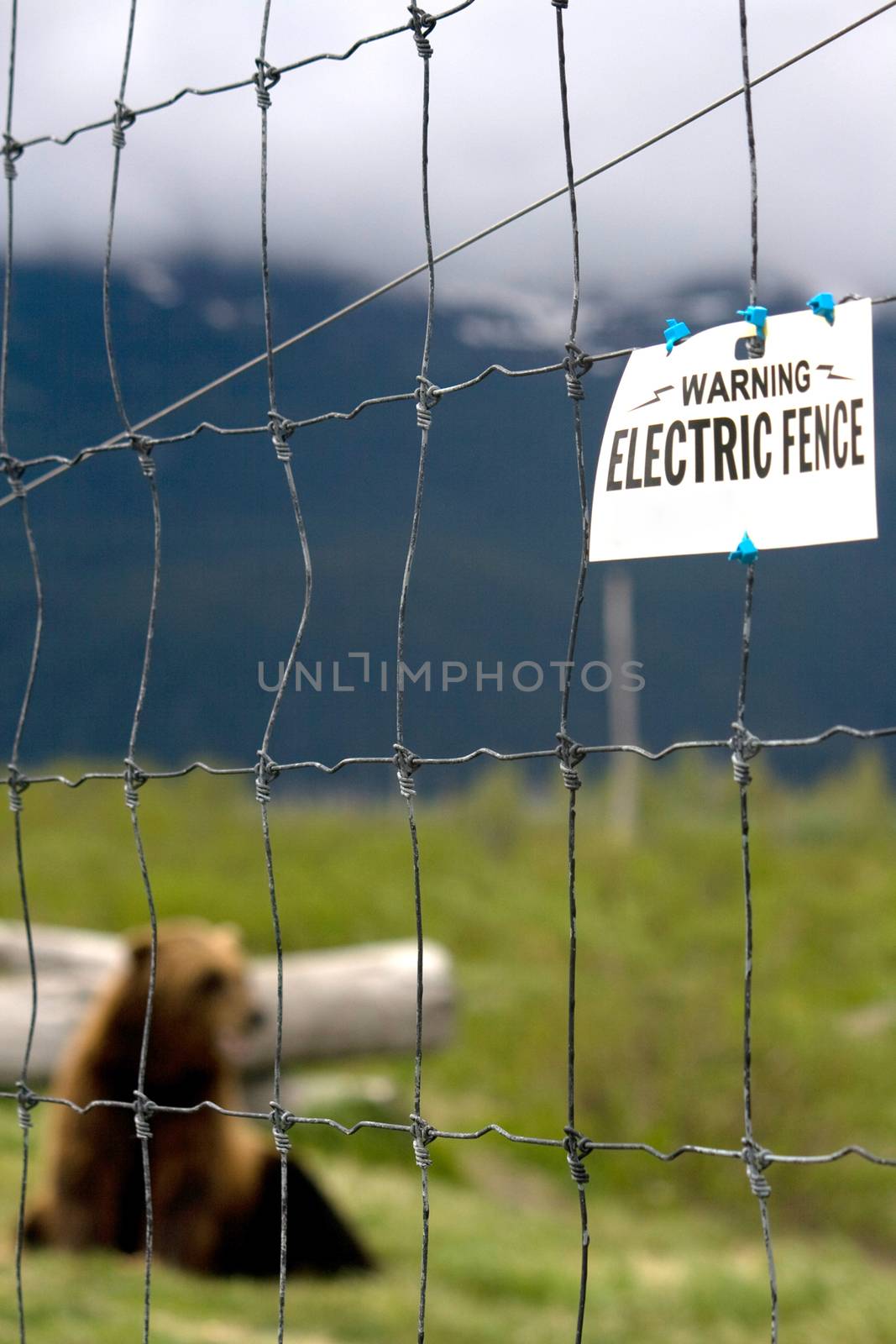 Bear Behind Electric Fence by NikkiGensert