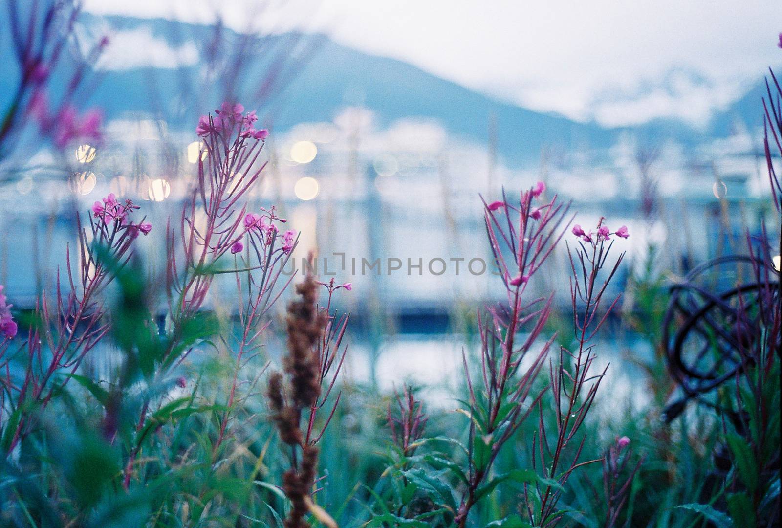 A soft focus background of pink fireweed wildflowers with the harbor of Seward, Alaska in the background in the early morning light. 