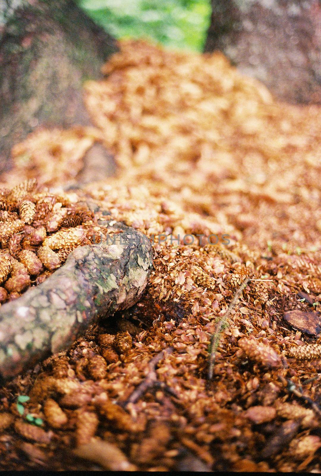 A pile of tiny pinecones on the woodland floor. 