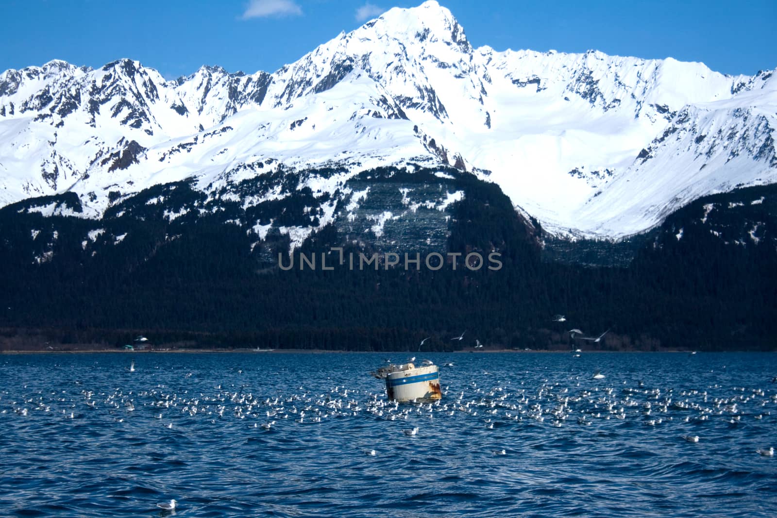 Flock of Gulls in Front of Mountain in Alaska by NikkiGensert