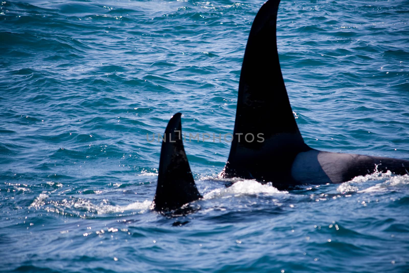 A family of wild killer whales swimming in the ocean near Seward, Alaska. 