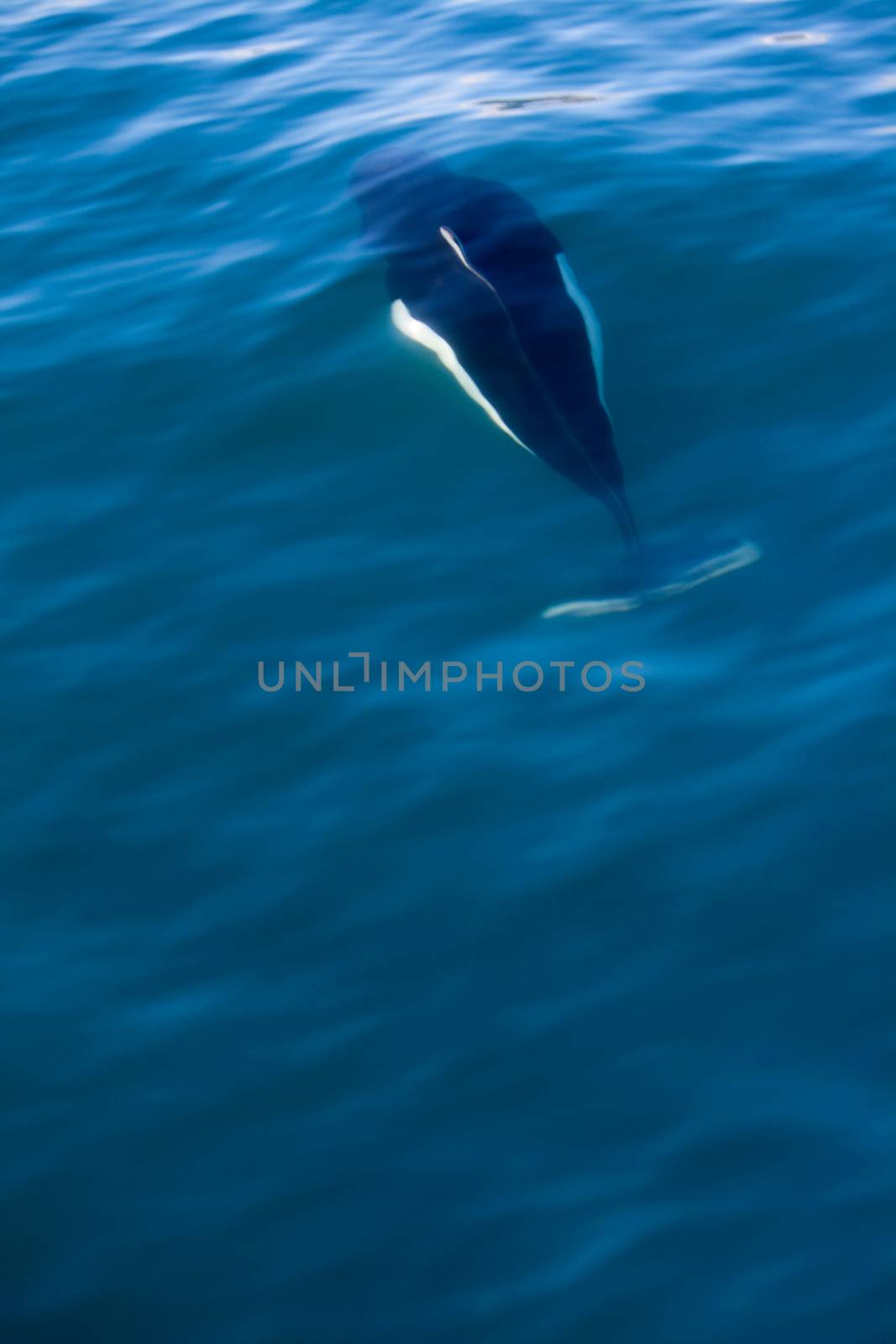 A black and white dall porpoise swimming under the water near Seward, Alaska. 