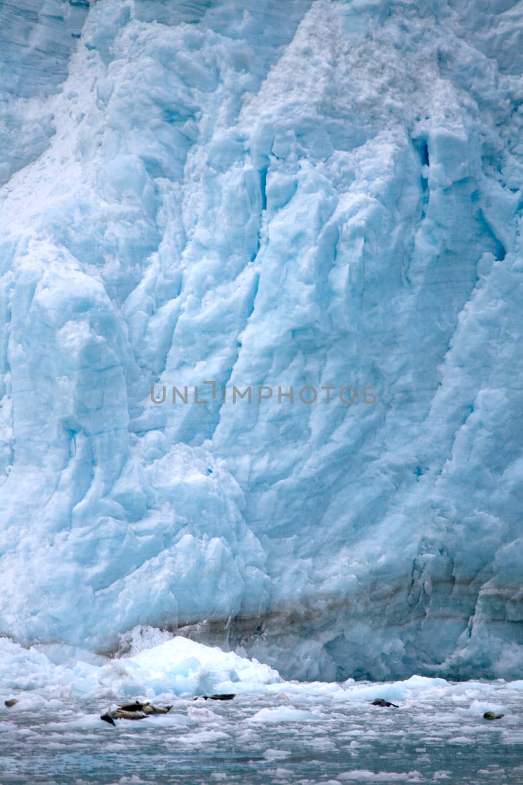 Seals float on the ice in the distance near a large glacier near Seward, Alaska. 