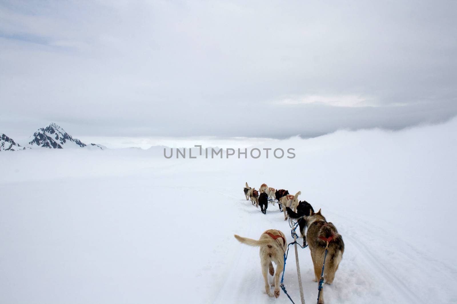 View from the sled being pulled by dogs across the snow in Alaska.