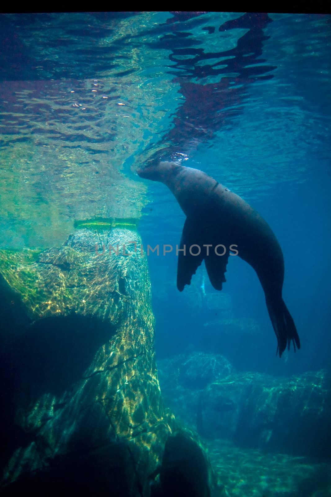 A sea lion viewed from under the water. 