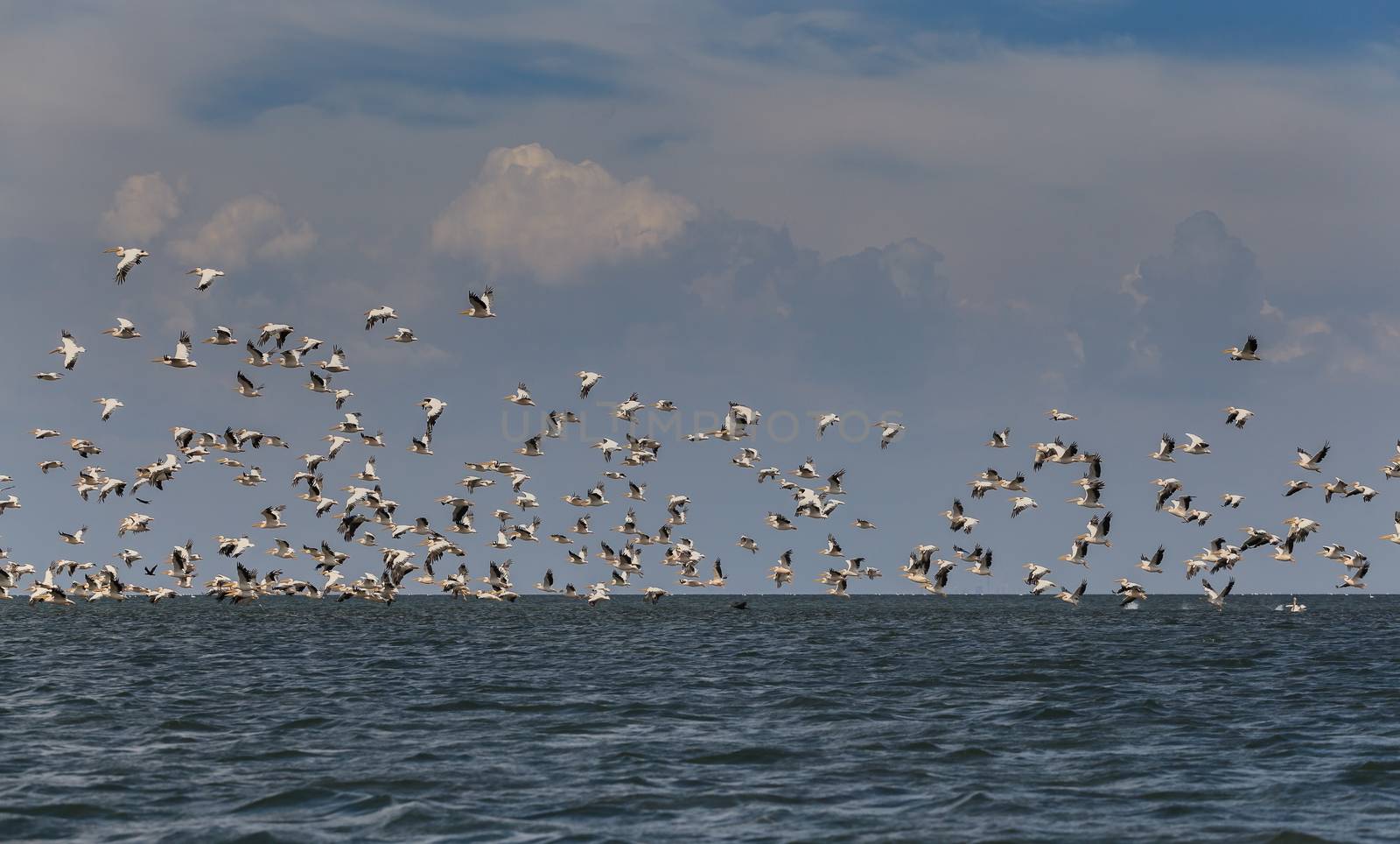 flock of pink pelicans fly over the water