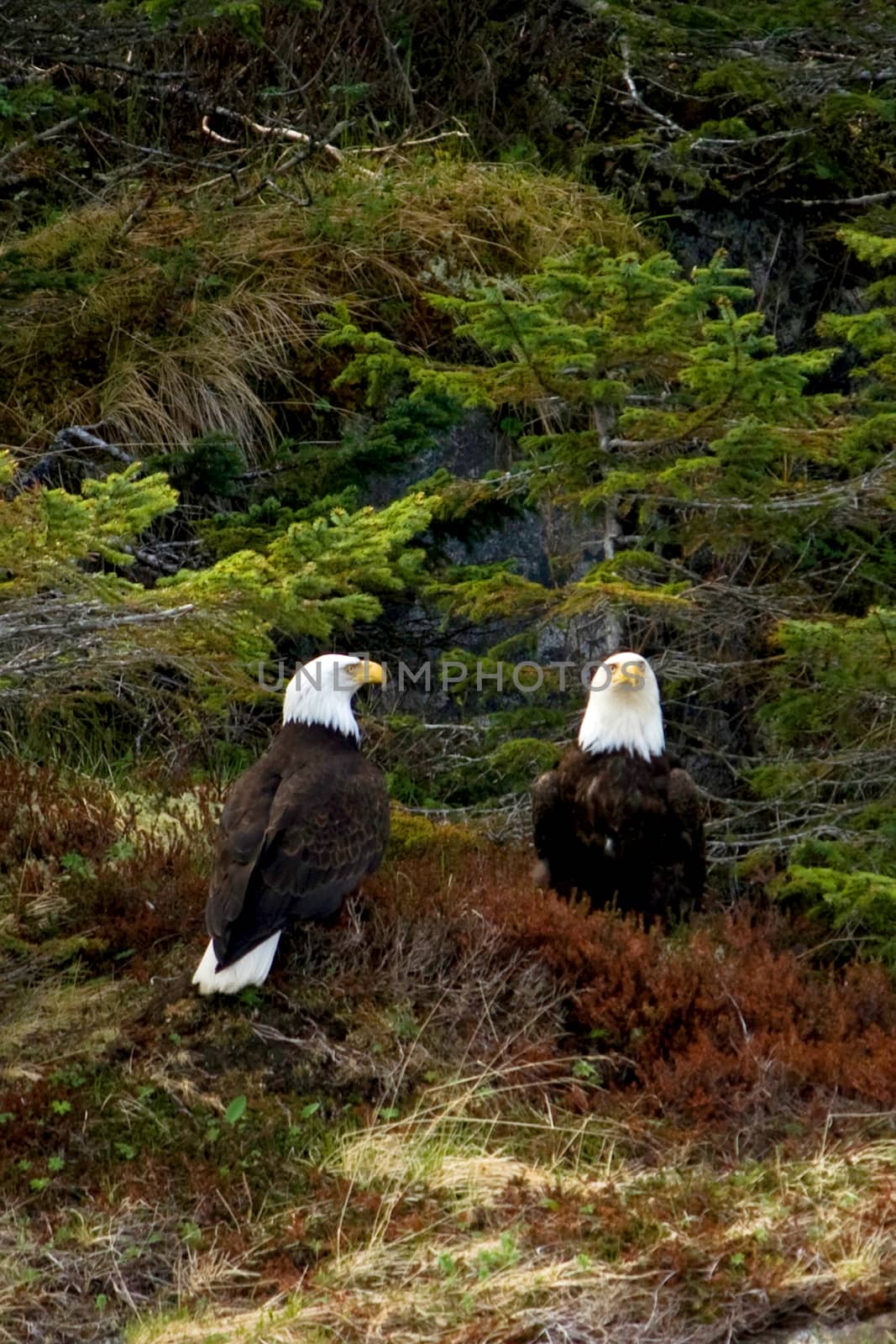 Two Bald Eagles Perched in Foliage Near Seward Alaska by NikkiGensert