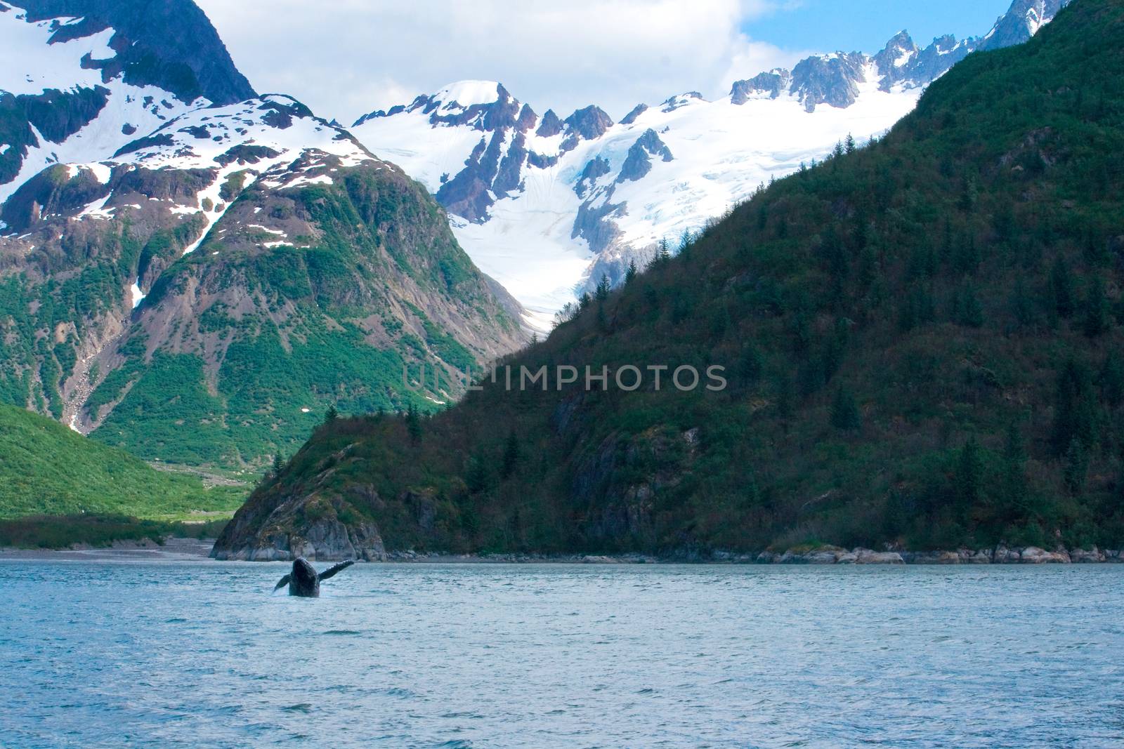 A whale jumps out of the ocean in front of the mountains of Seward, Alaska. 