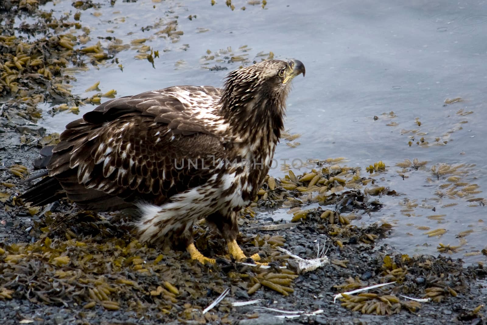A young bald eagle along the coastline in Seward, Alaska. 