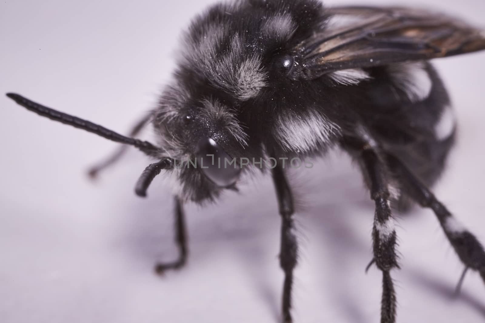 Black fly macro