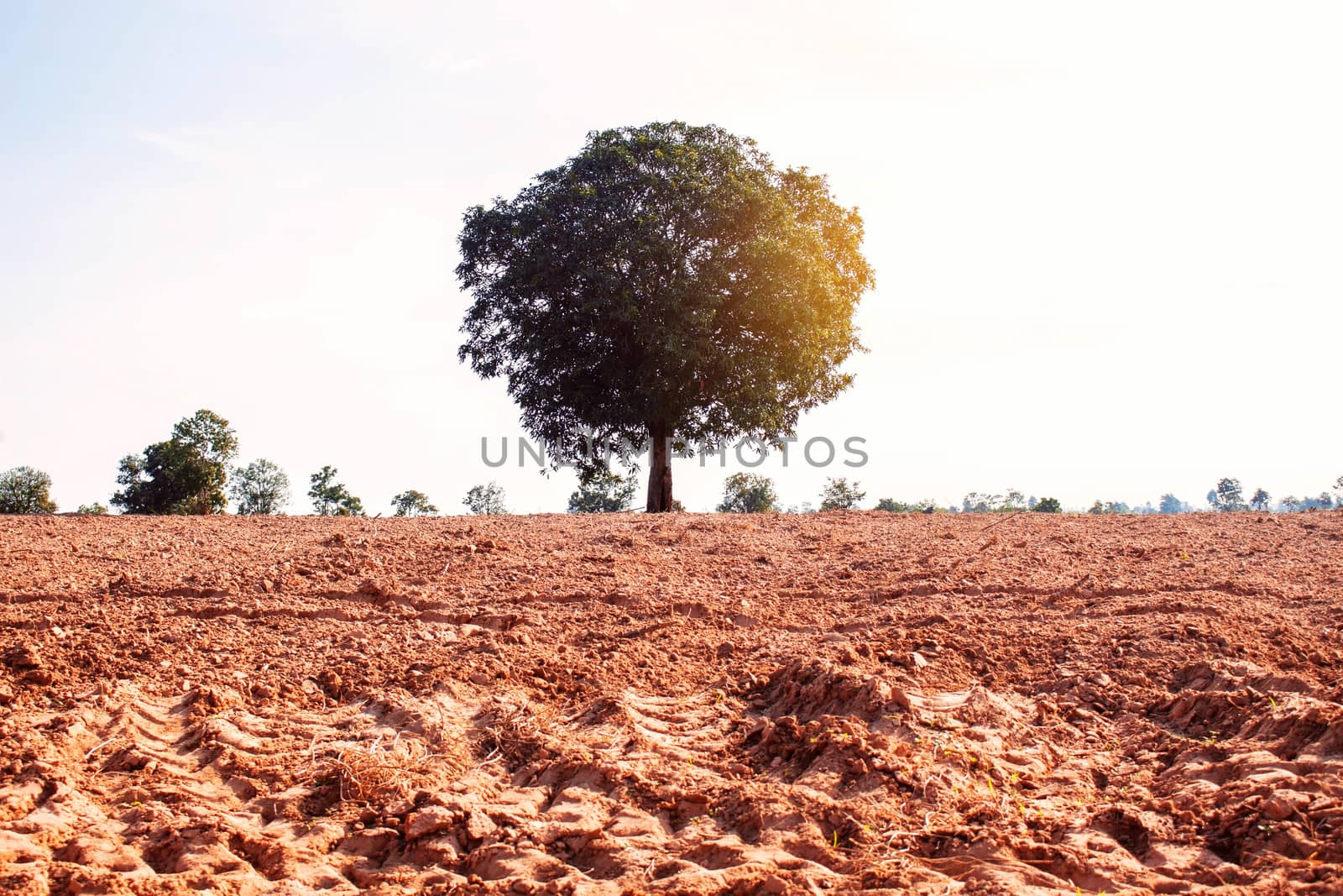 Mango tree on the ground in field with summer sunshine.