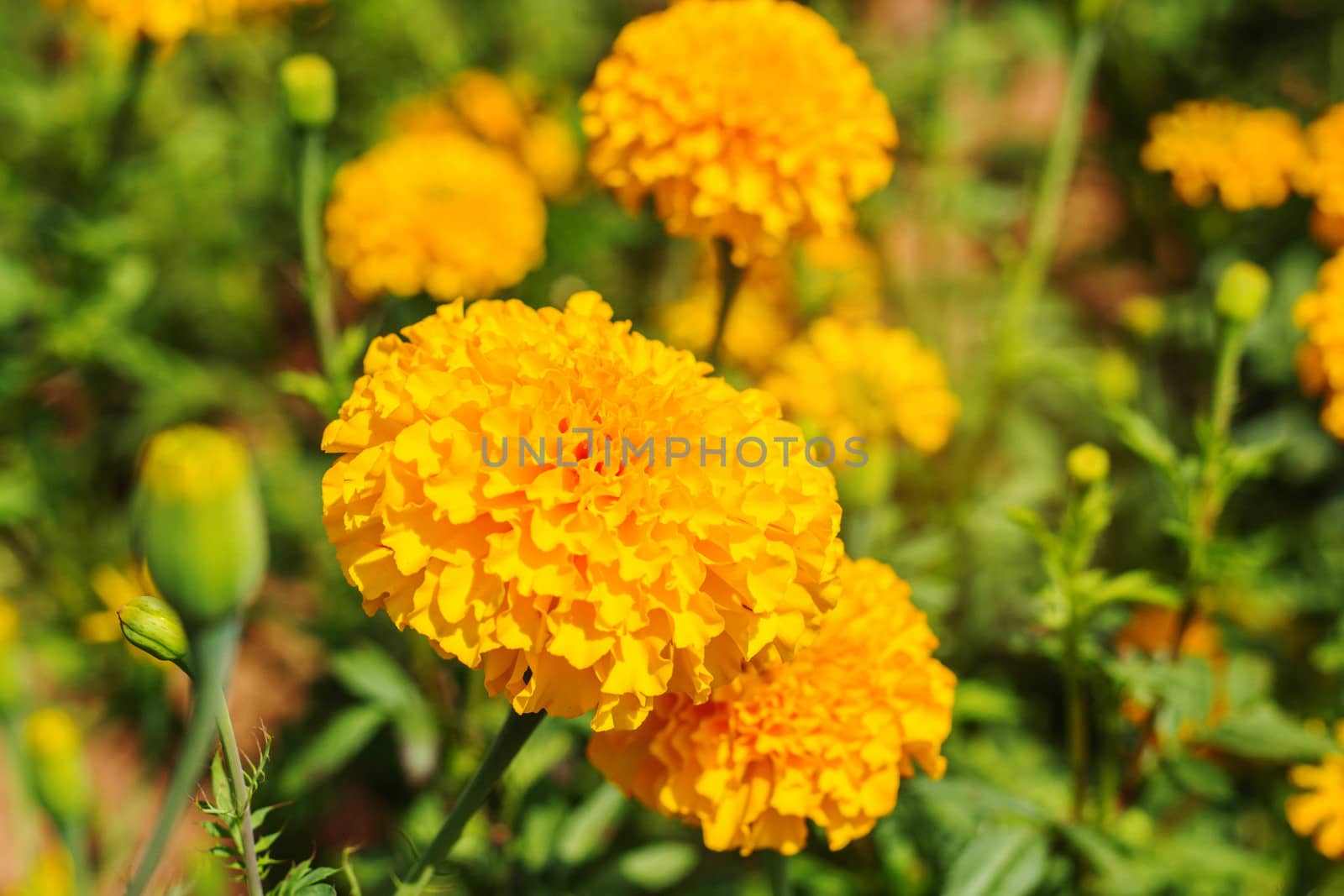 Colorful marigolds in garden of summer.