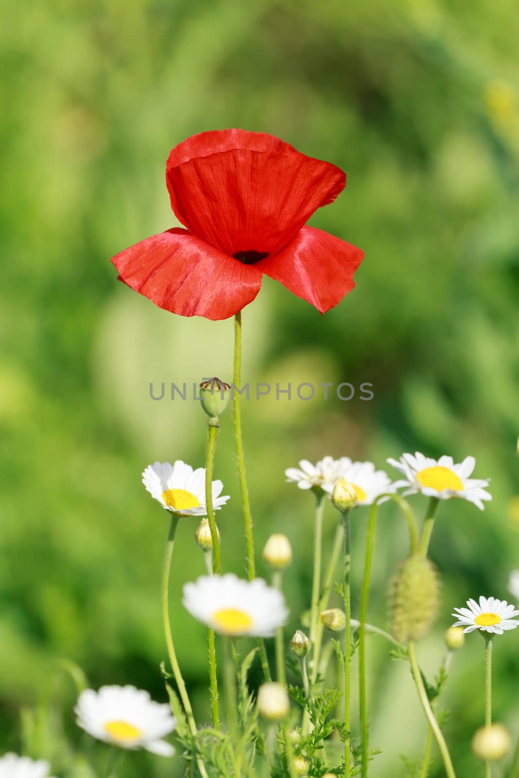 Single flower of wild red poppy on blue sky background with focus on flower