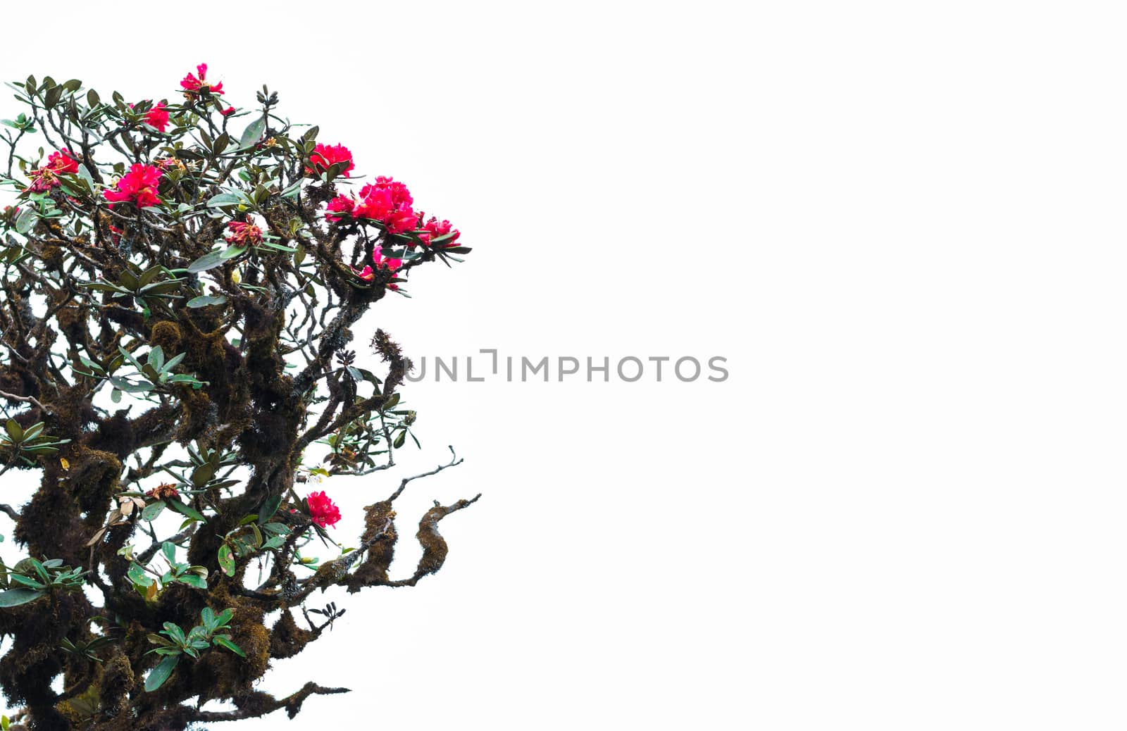 Colorful flower Rhododendron arboreum in spring time for backgro by ahimaone