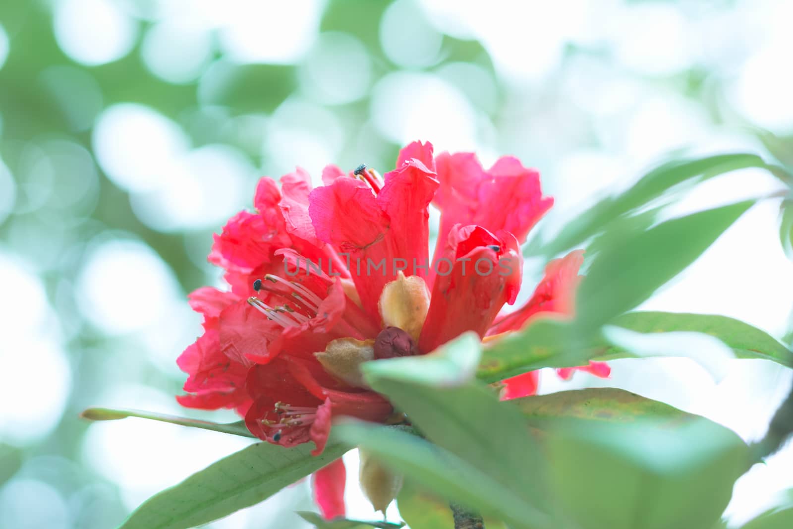 Colorful flower Rhododendron arboreum in spring time for backgro by ahimaone