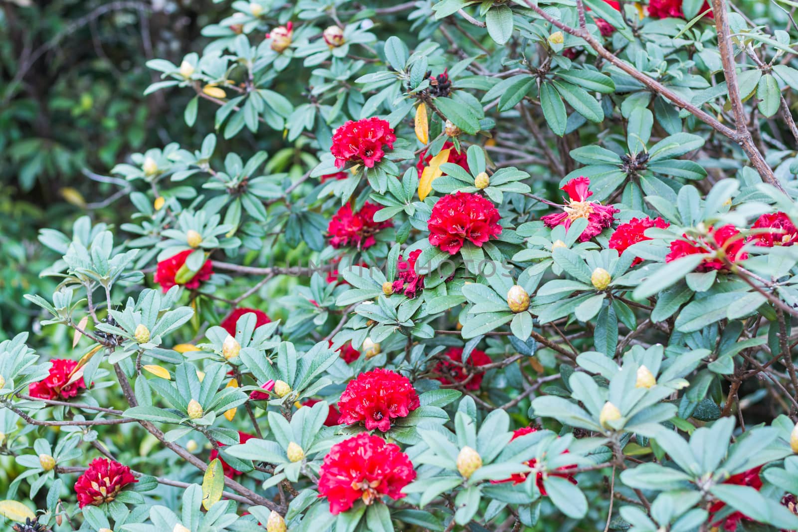 Selective colorful flower in spring time for background