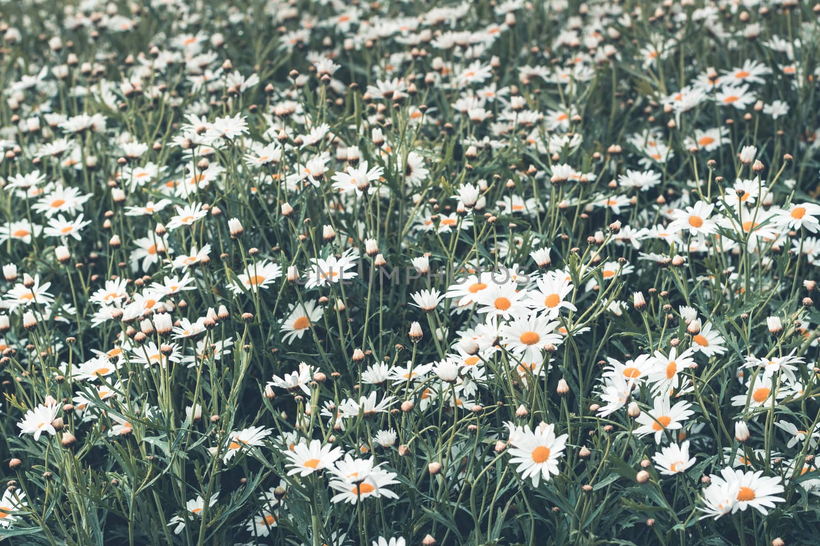 Colorful flower in spring time for background by ahimaone