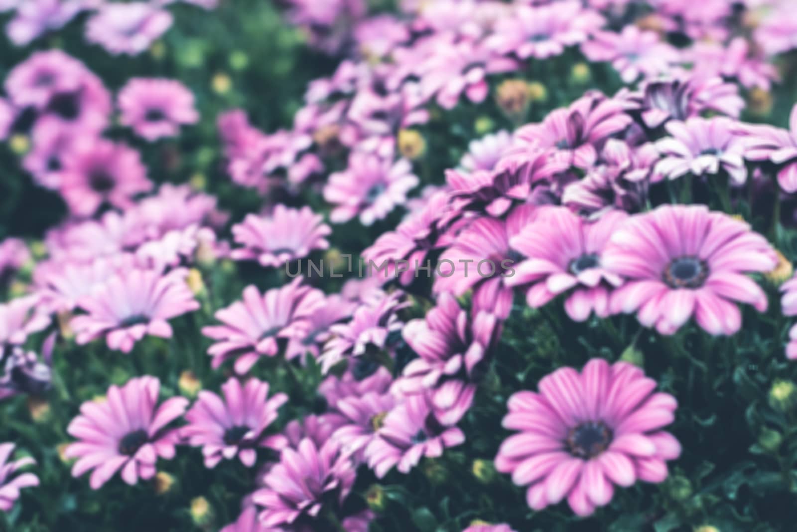 Colorful flower in spring time for background