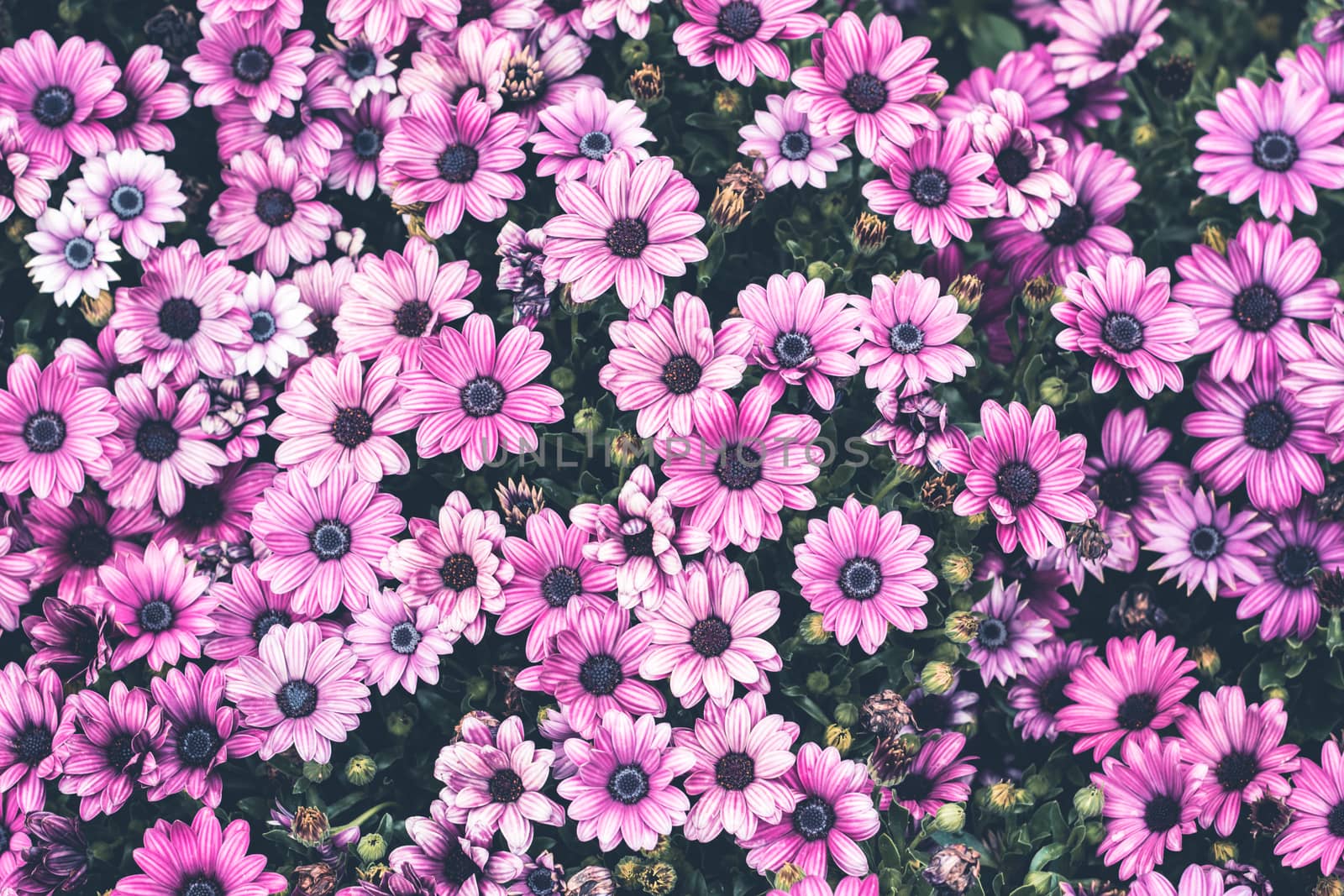 Colorful flower in spring time for background