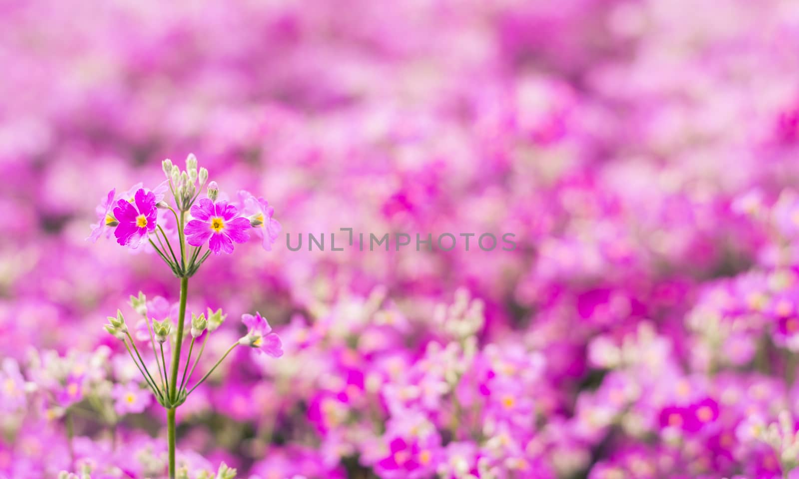 Selective colorful flower in spring time for background