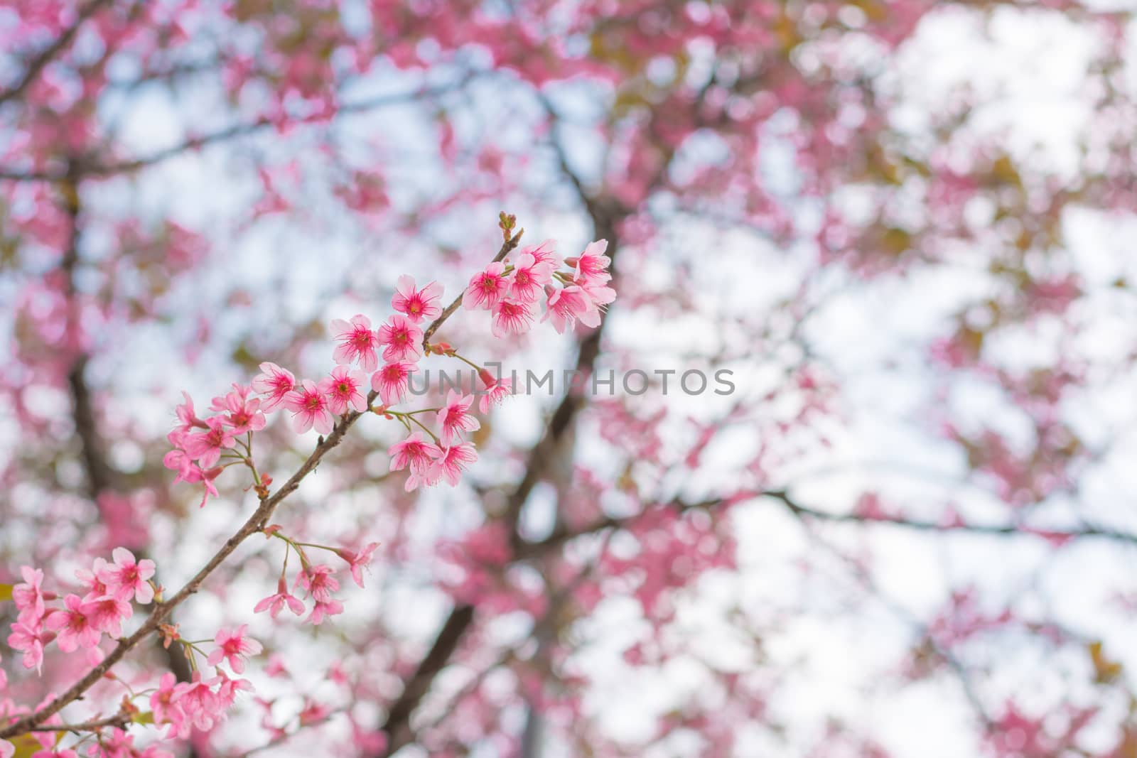 Colorful flower Wild Himalayan Cherry   in spring time for backg by ahimaone