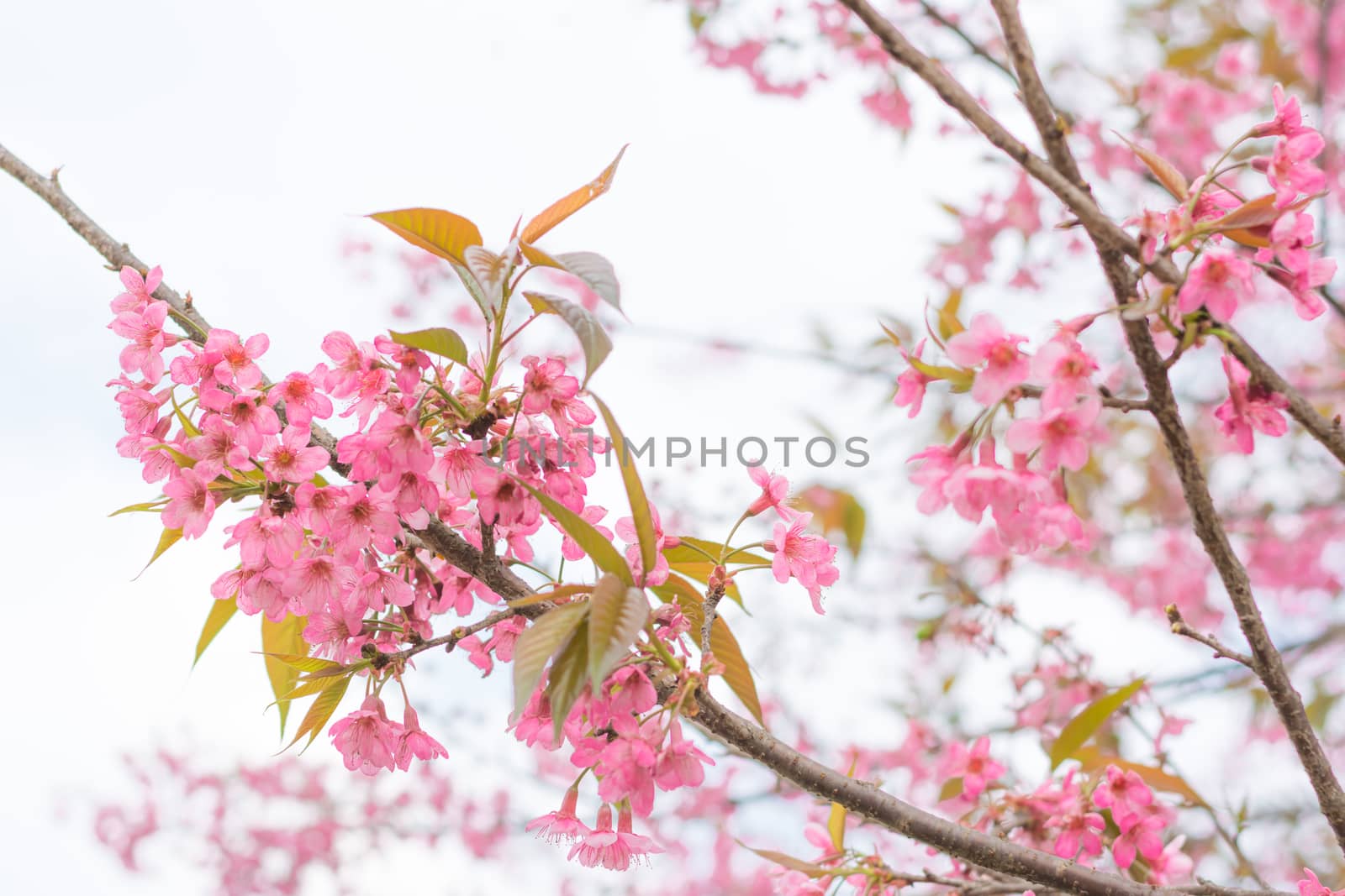 Colorful flower Wild Himalayan Cherry   in spring time for background