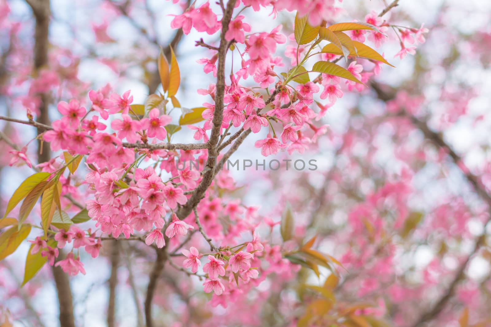 Colorful flower Wild Himalayan Cherry   in spring time for backg by ahimaone