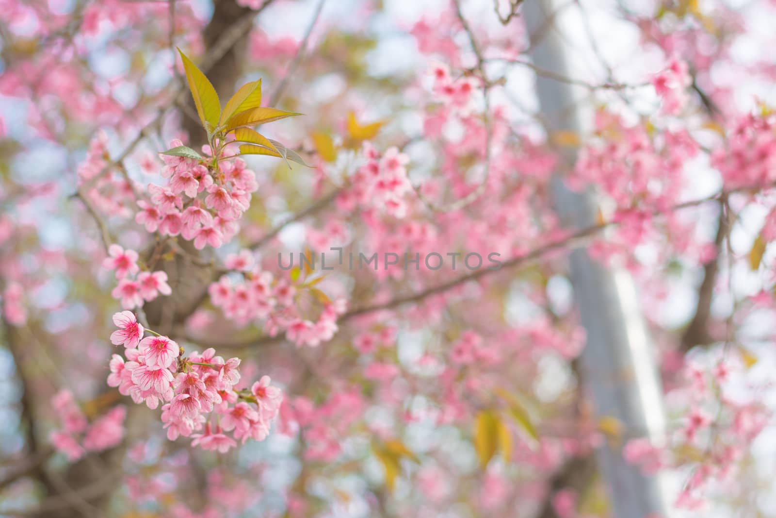 Colorful flower Wild Himalayan Cherry   in spring time for backg by ahimaone